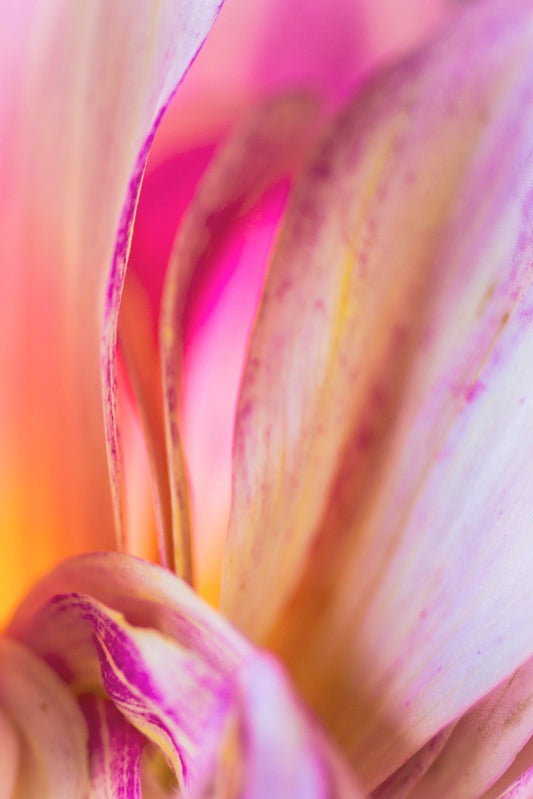 Art Print-Abstract Dahlia