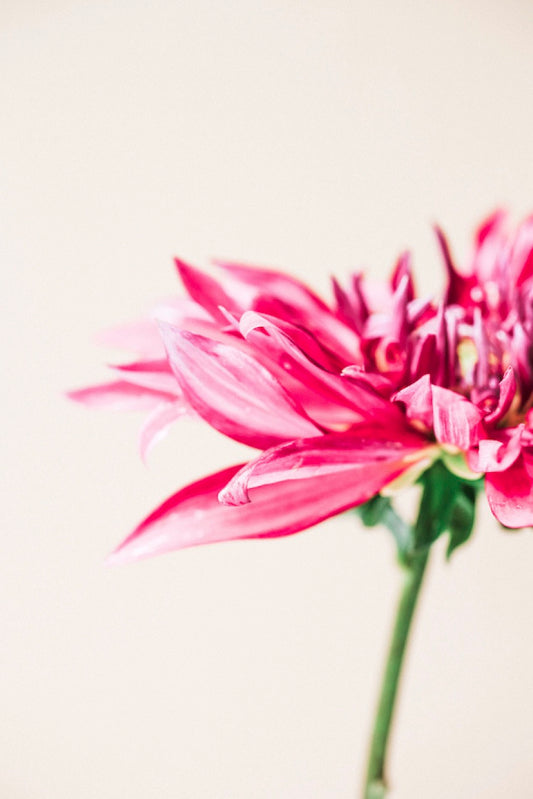 Art Print-Dahlia Wind