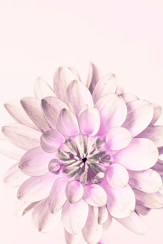 Art Print-Dinnerplate