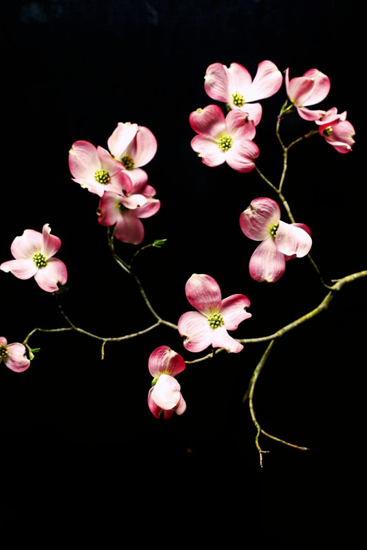 Art Print-Harbingers