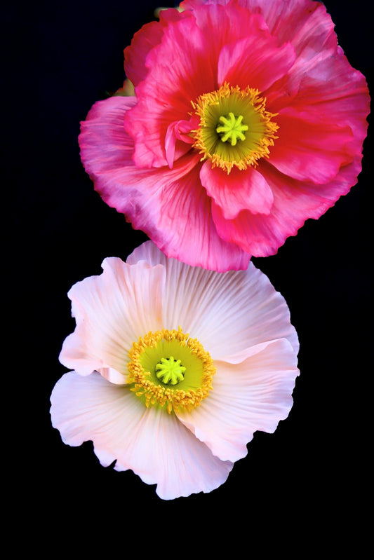 Art Print-Flower Punch