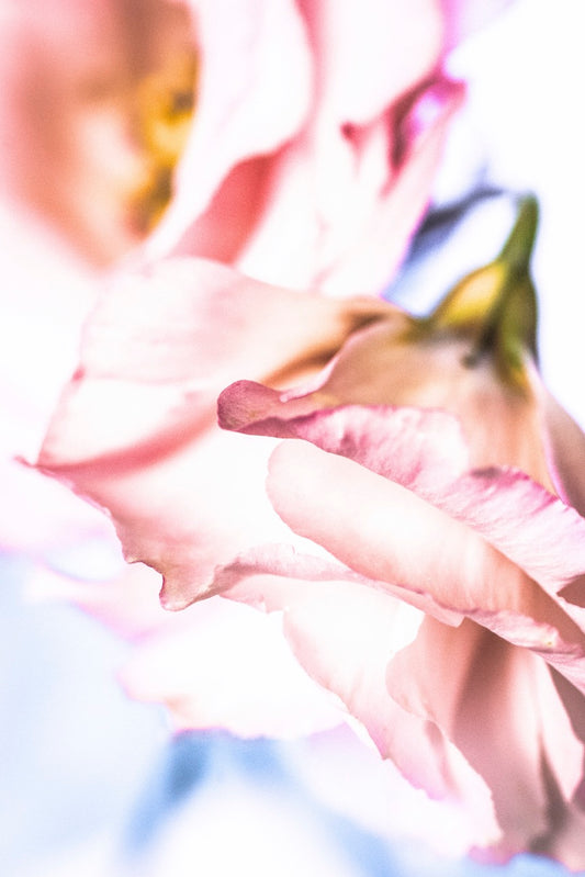 Notecard-Gentle Petals