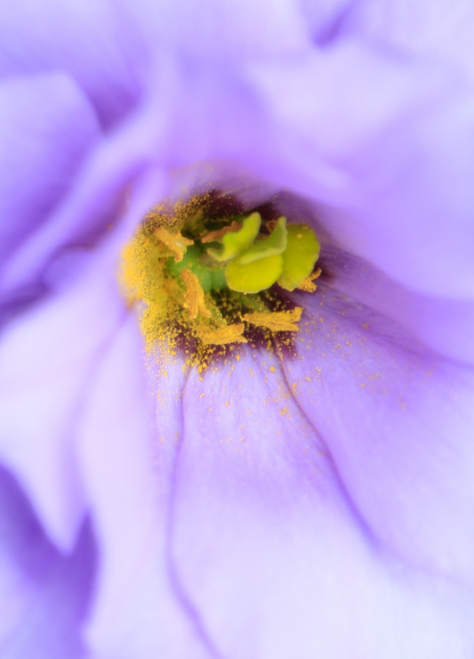 Notecard-Purple Dream