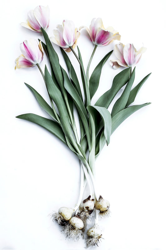Art Print-Tulip Story