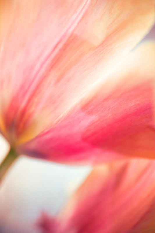 Art Print-Abstract Tulip