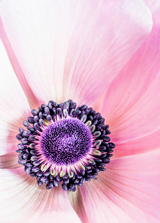 Notecard-You Anemone